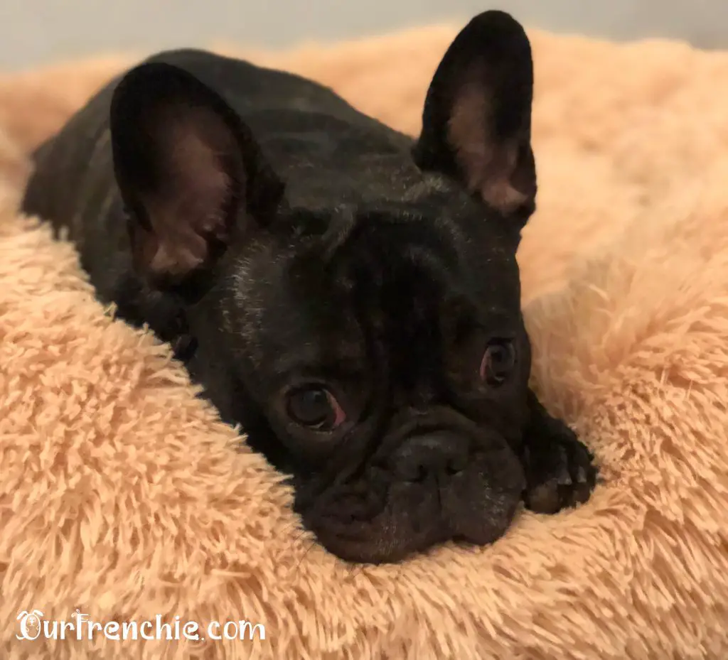 French bulldog left alone in cozy bed