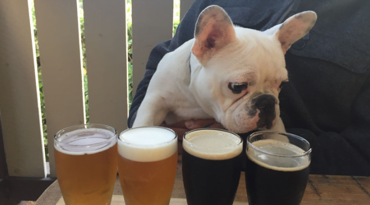 French bulldog wants to drink bear rather than water