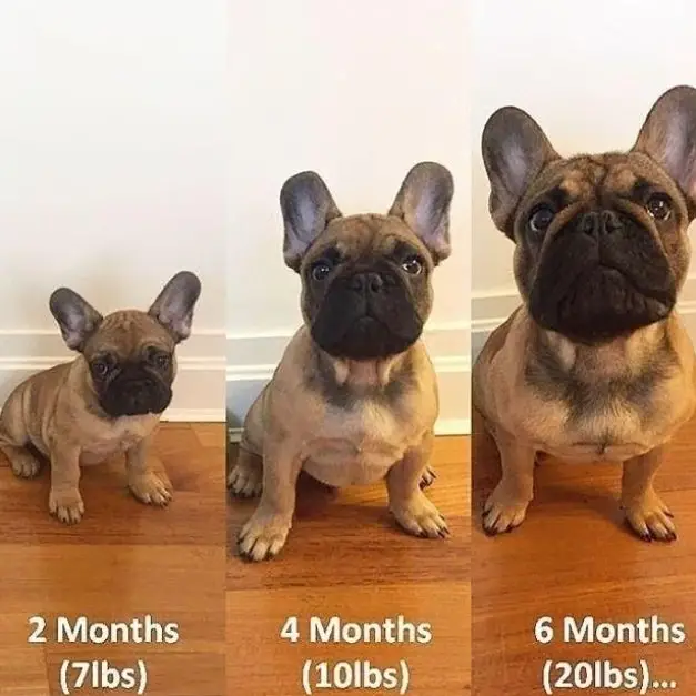 from Frenchie puppy to French bulldog full growth