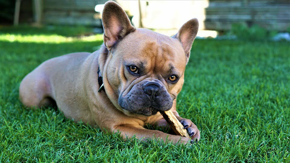 Prevent from fat French bulldog by regular outdoor excesses