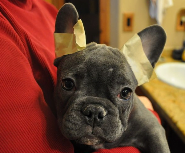 French bulldog ears with tape
