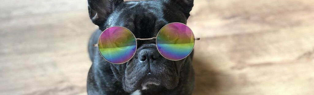 French bulldog story submission