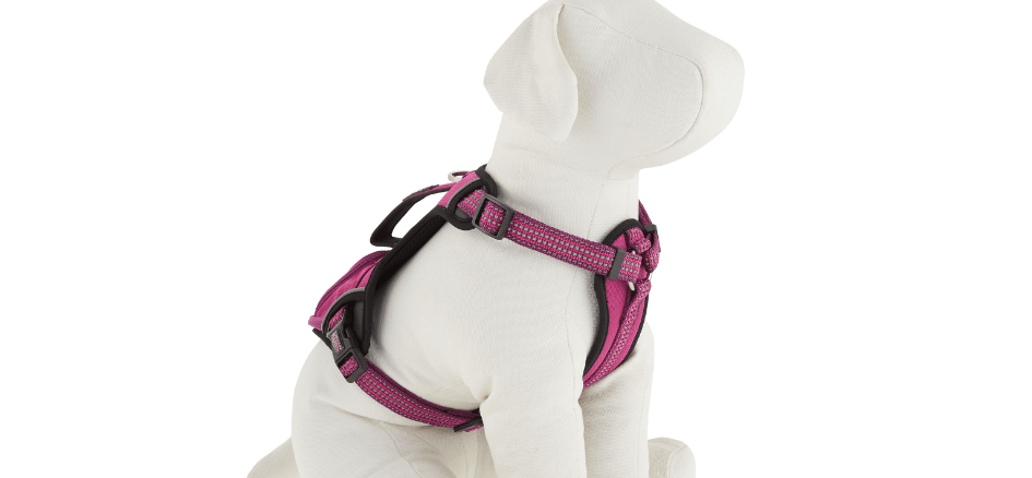 Training French bulldog with harness