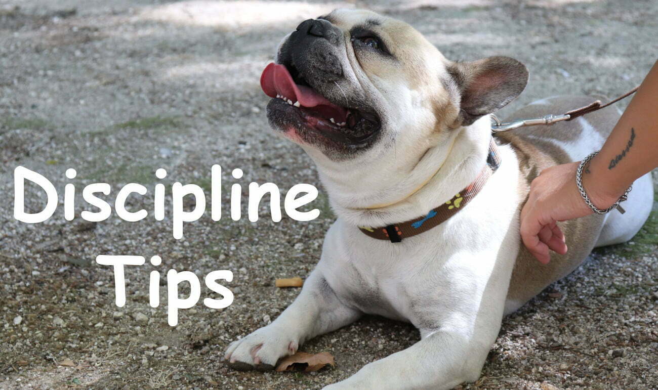 how to discipline bulldogs