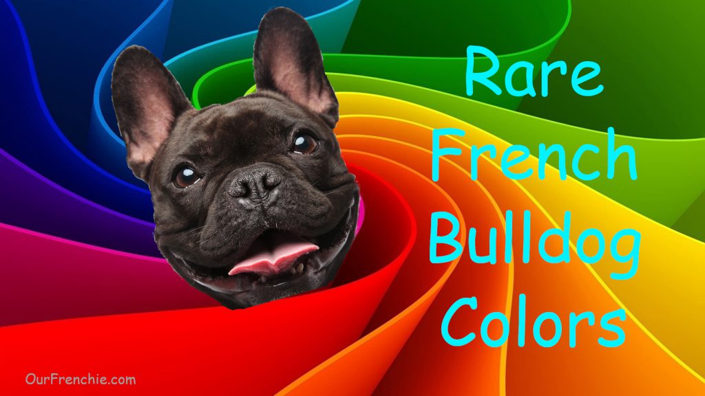 OurFrenchie