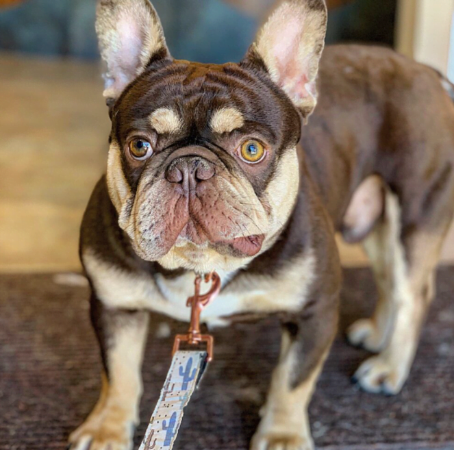 Rare French Bulldog Colors - Chocolate and tan