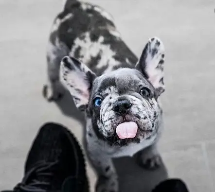 Merle color French bulldog