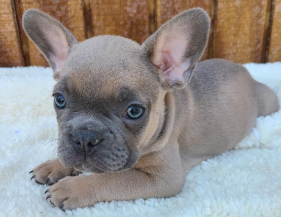 Blue fawn french bulldog