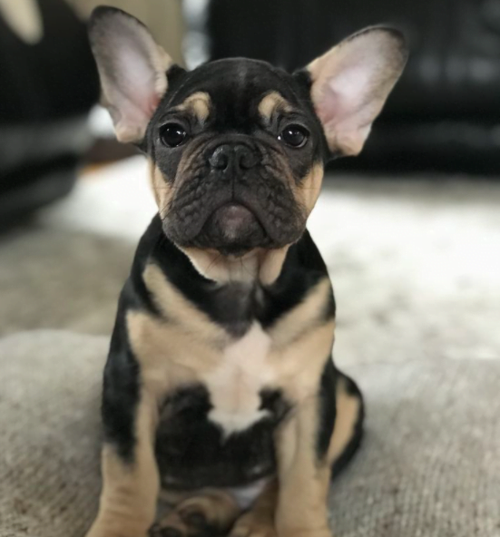 black and tan french bulldog