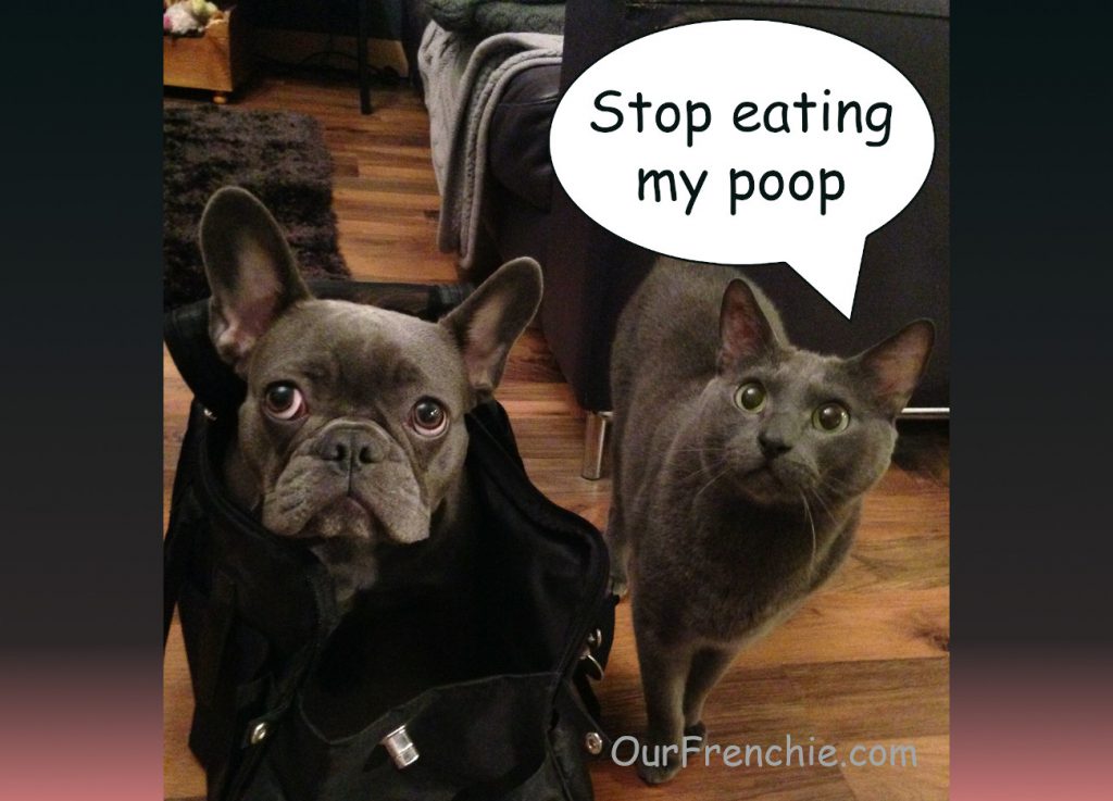 how do i get my puppy to stop eating cat poop