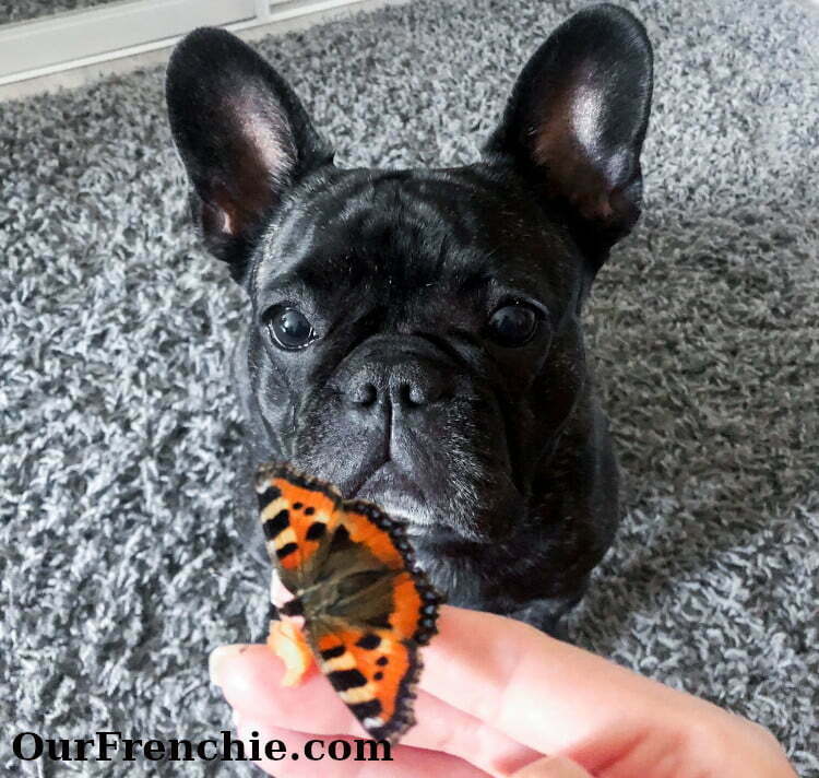 French bulldog watching butterfly