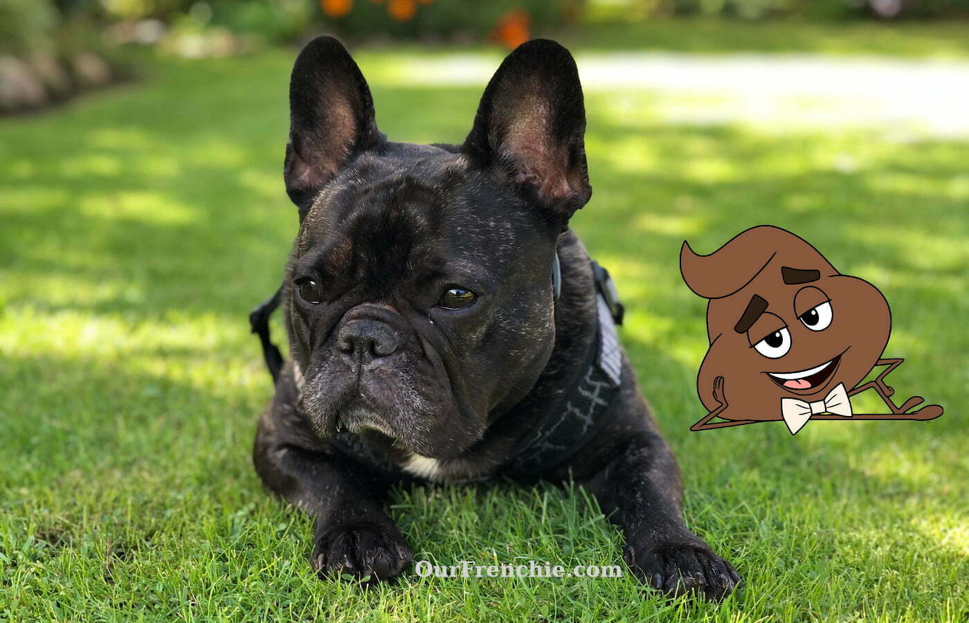 how much should french bulldogs eat