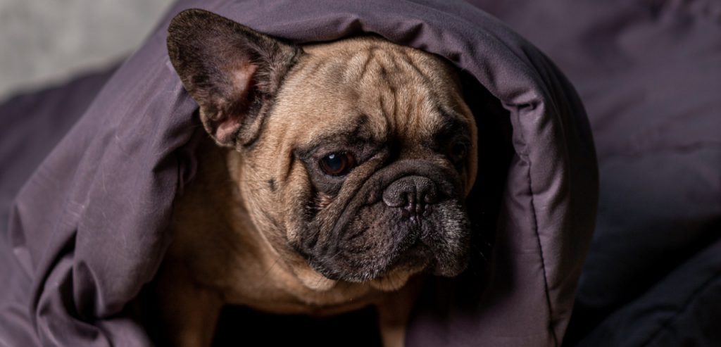 OurFrenchie