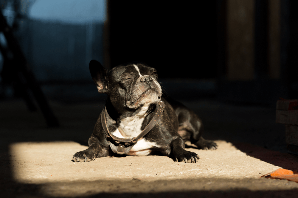 Idiopathic tremor: French bulldog chilling in sun