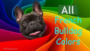 Frenchie color guide