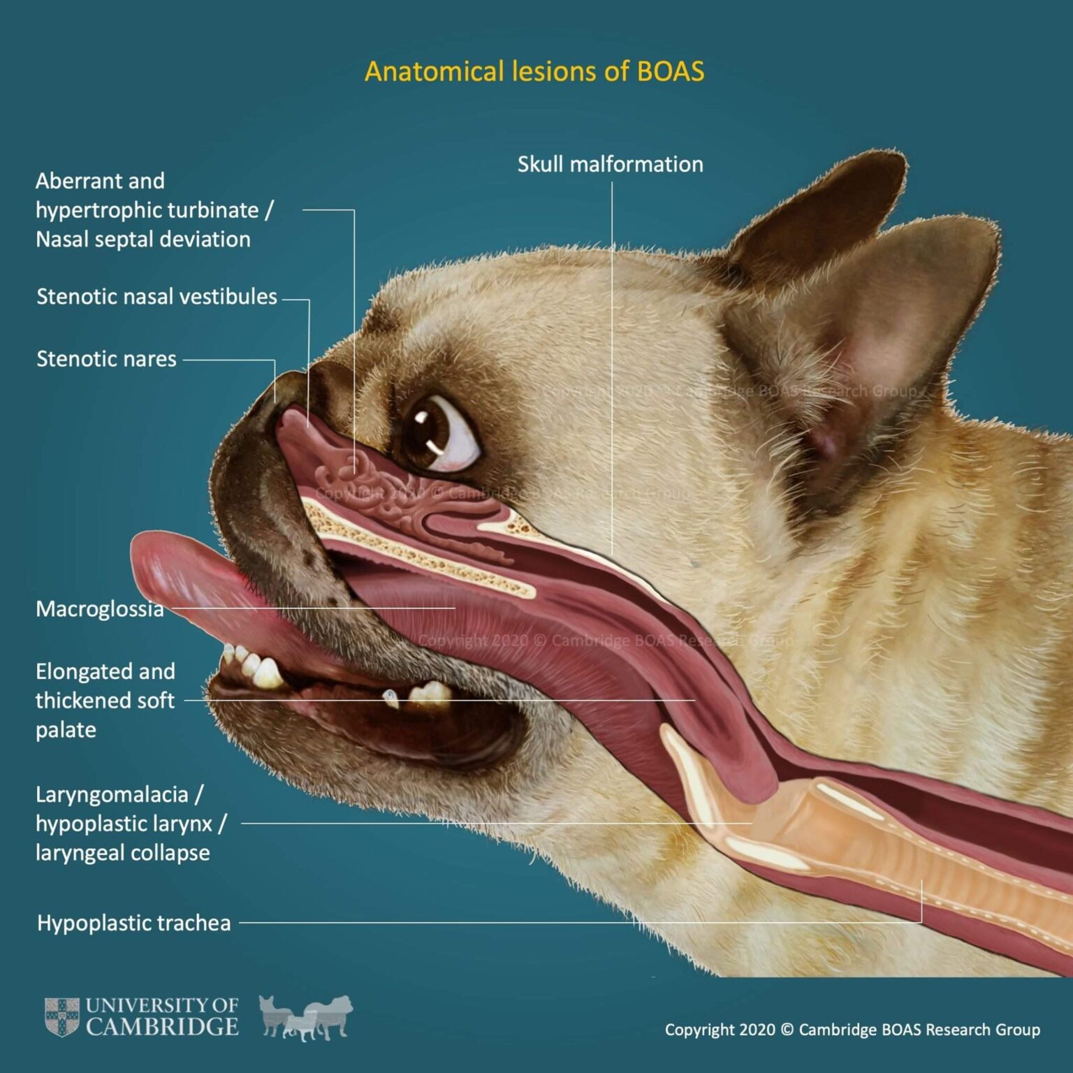 All About Brachycephalic Dog Breeds OurFrenchie