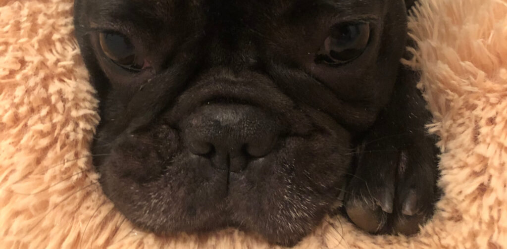 Brachycephalic dog nose and flat face