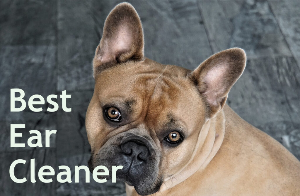 Best French Bulldog Ear Cleaner – OurFrenchie