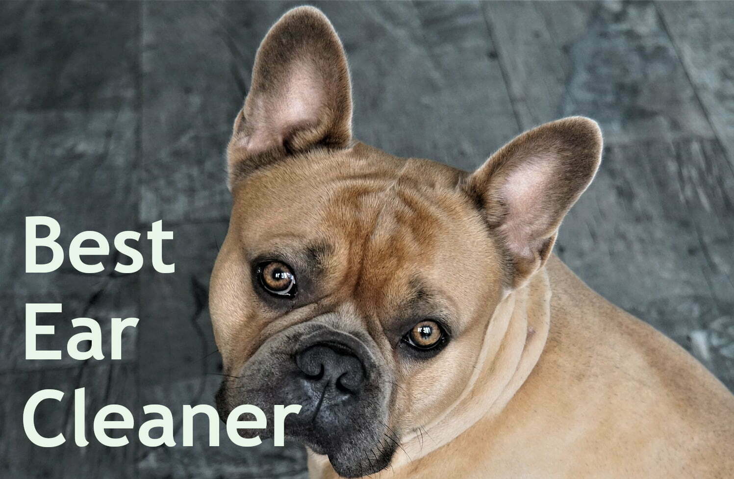 Best French Bulldog Ear Cleaner OurFrenchie