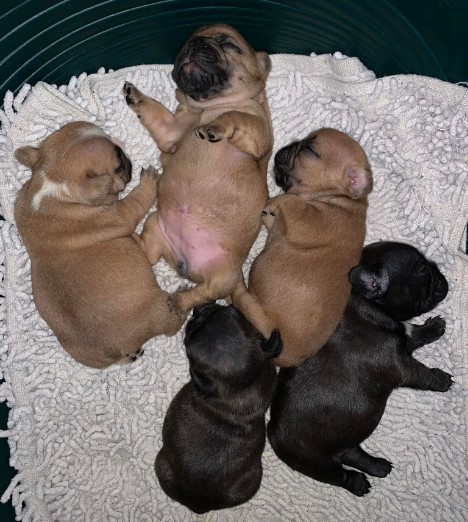 Newborn French bulldog puppies with short tails