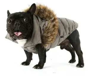 French bulldog Clothes category