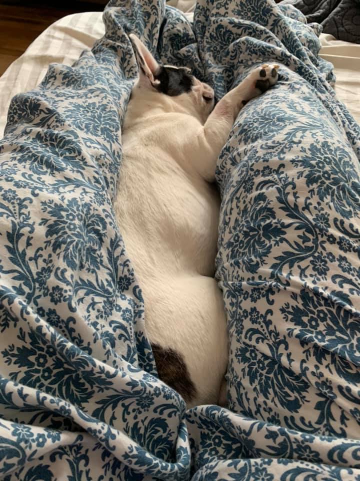 French bulldog sleeping with human