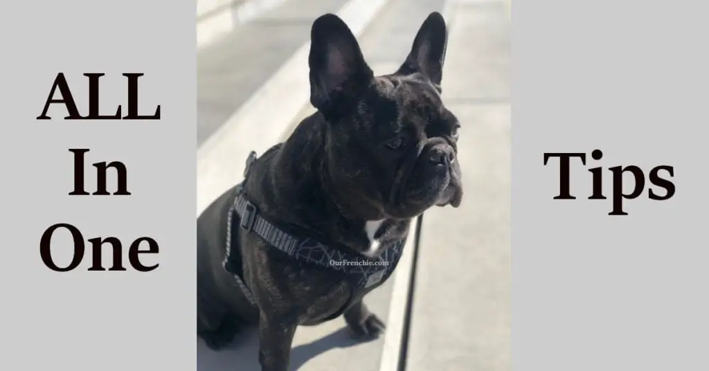 All in One Tips for French bulldogs