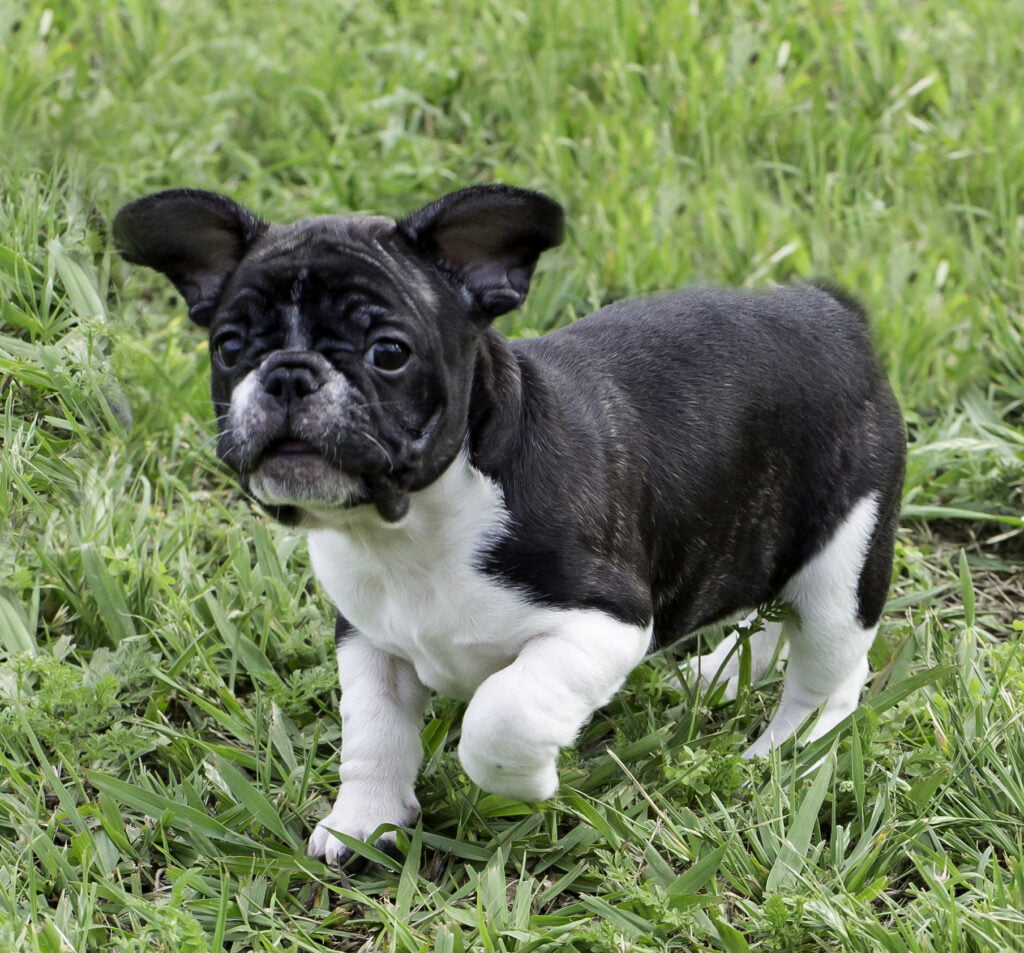 OurFrenchie