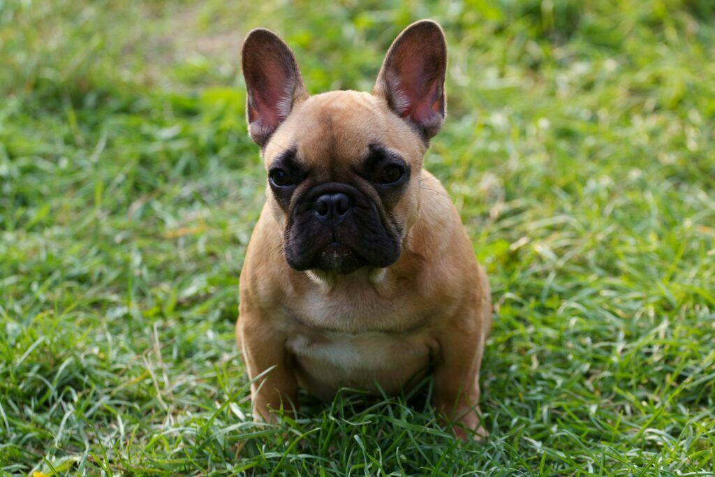 OurFrenchie