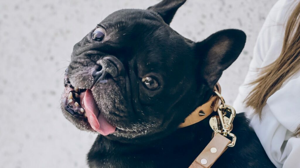 OurFrenchie