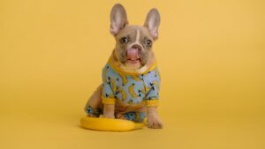 What the Oxford English Dictionary Doesn’t Tell You About French Bulldogs