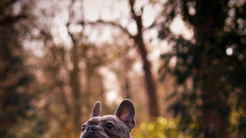 10 Compelling Reasons Why You Need French Bulldogs