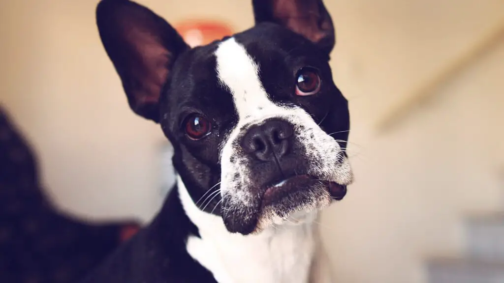 Responsible for a French Bulldogs Budget? 12 Top Notch Ways to Spend Your Money