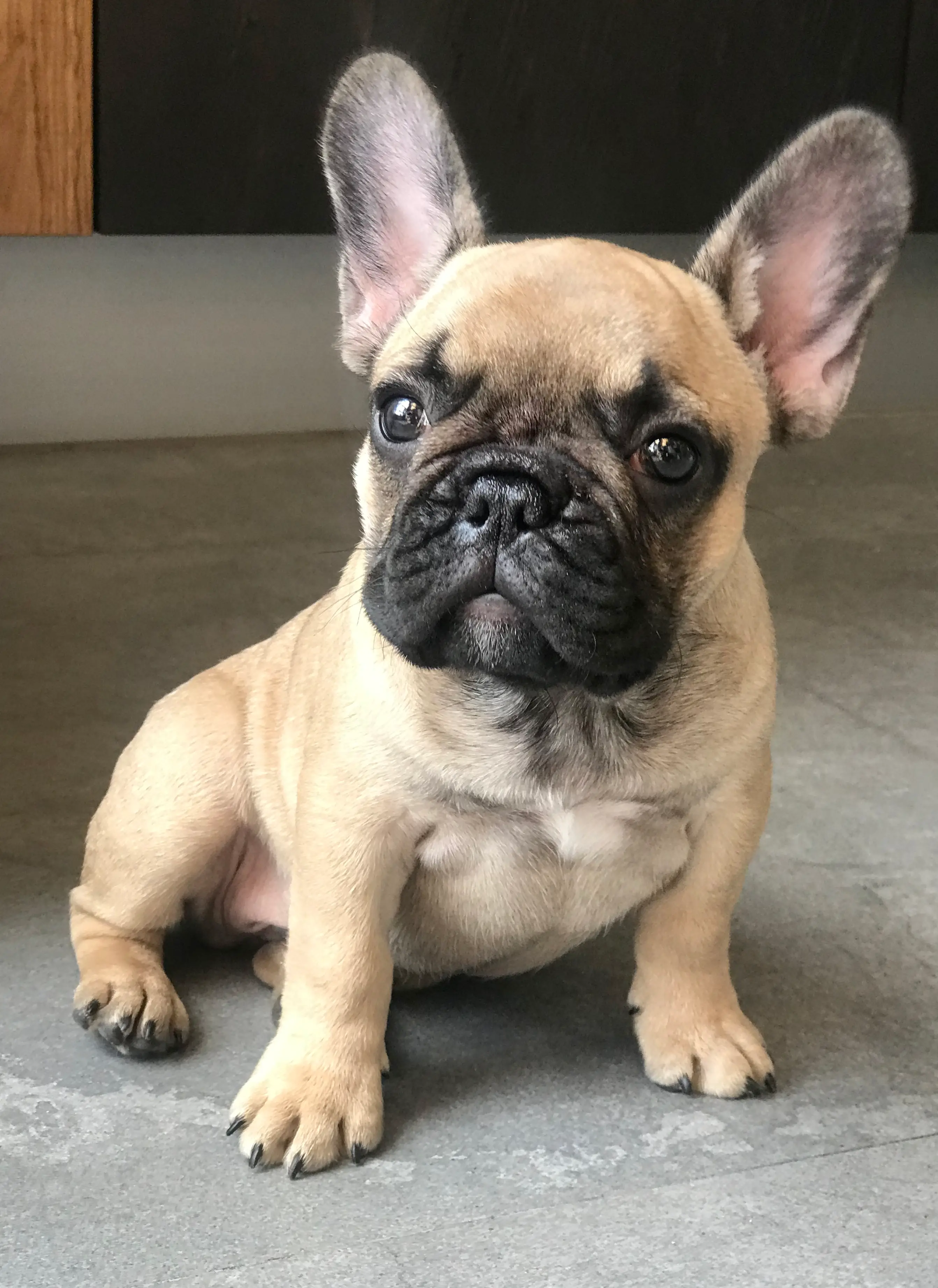 1. Irresistible Charm: Exploring the Endearing Qualities of French Bulldogs