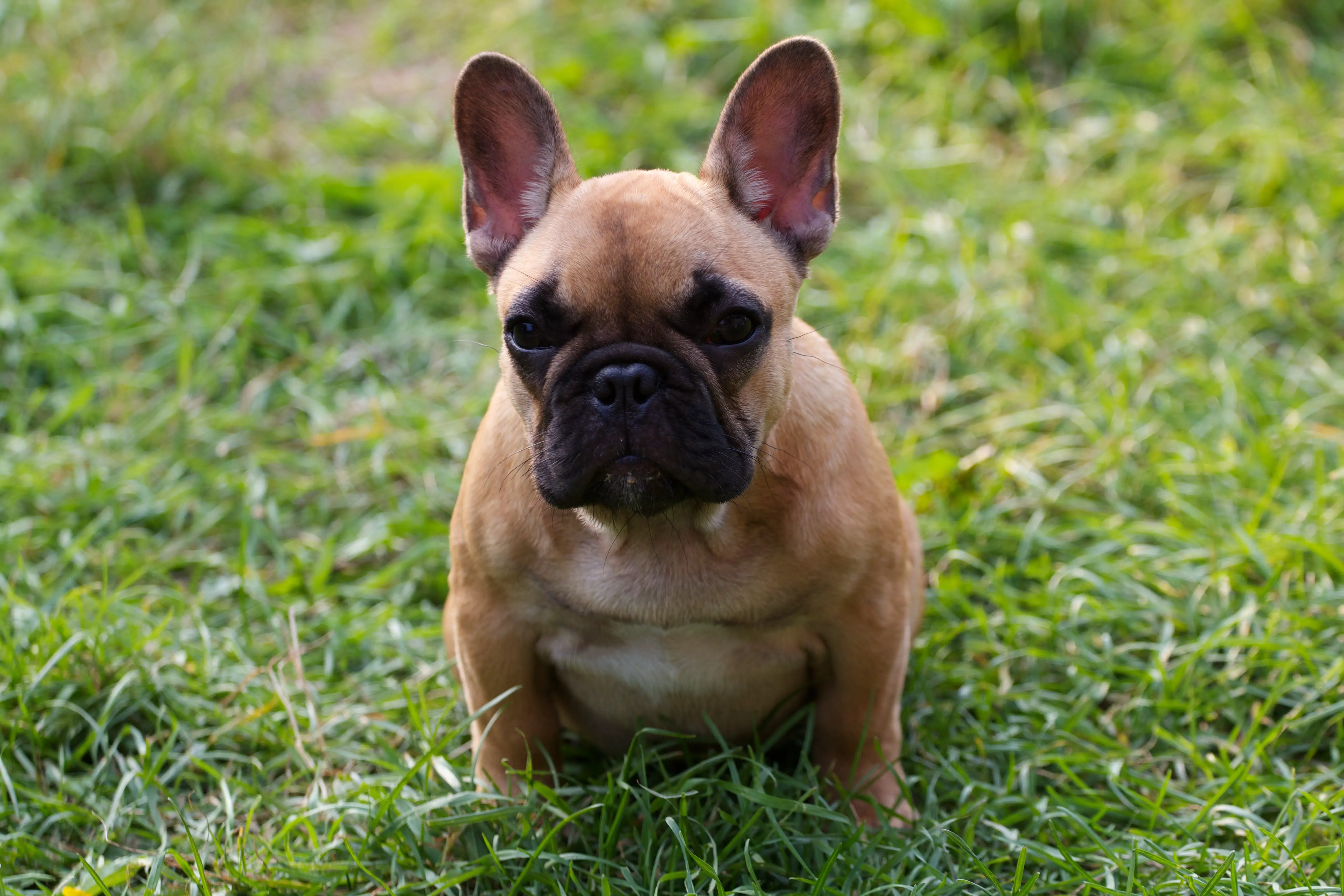 1. Essential ‍French Bulldog Terminology: ‍A Comprehensive Glossary for ⁣Industry Insiders