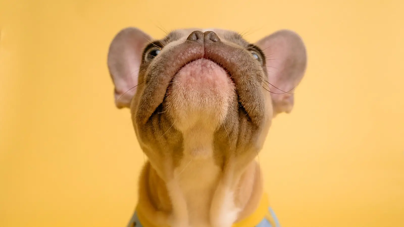 1. Revolutionizing ⁢the French Bulldog ⁣Market: The Rise of a‍ Visionary Breeder