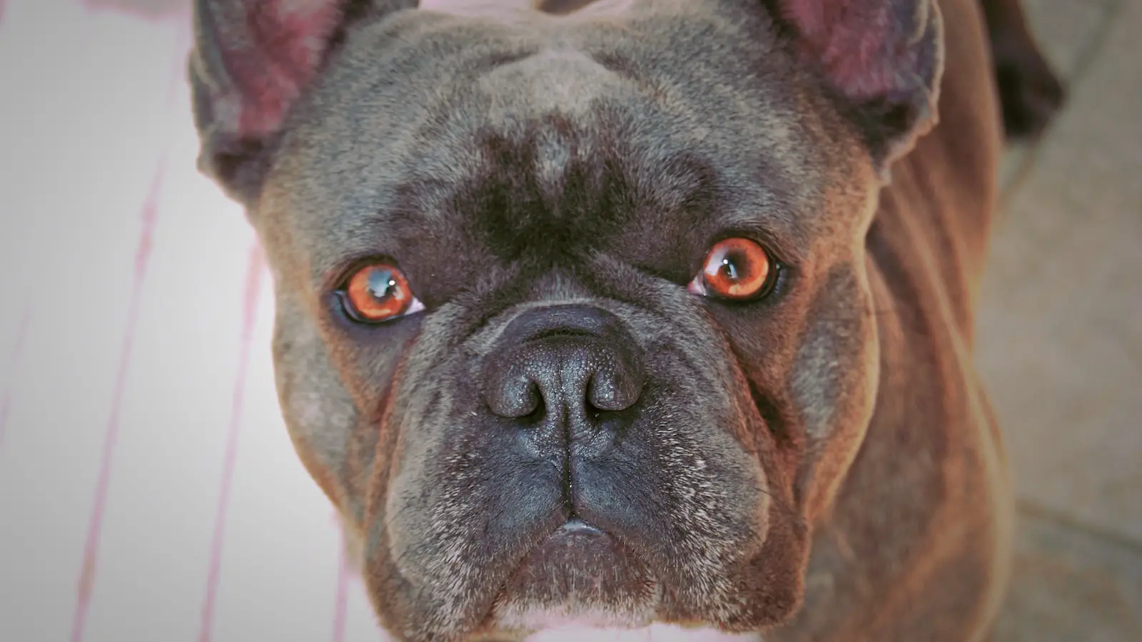 2. Aesthetics and Sartorial​ Elegance: French Bulldogs' Distinctive Physical Features