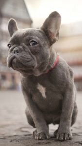 How to Become an Expert at French Bulldogs