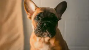 11 Ways to Completely Sabotage Your French Bulldogs