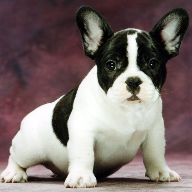 11 Ways to Completely Ruin Your French Bulldogs