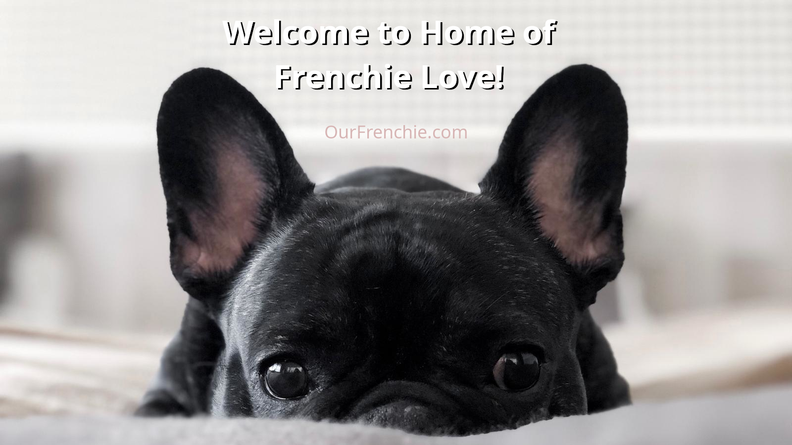 OurFrenchie.com - French Bulldog Online Shop