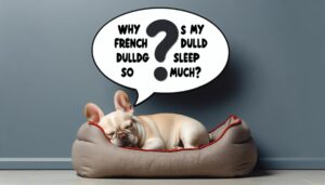Why Does My French Bulldog Sleep So Much?